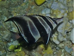 Chelmonops curiosus
