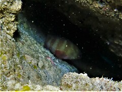 Hypoplectrodes wilsoni