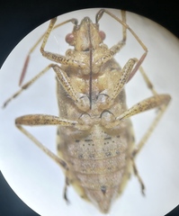 Stictopleurus abutilon