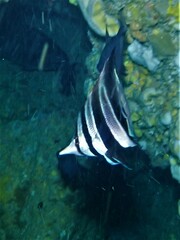 Chelmonops curiosus