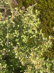Myrothamnus flabellifolius