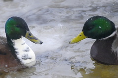 Anas platyrhynchos domesticus