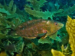 Notolabrus parilus