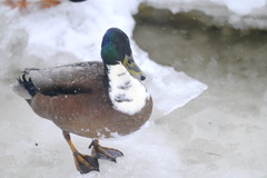 Anas platyrhynchos domesticus