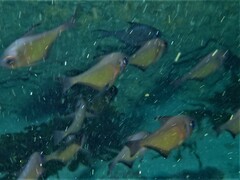 Pempheris klunzingeri