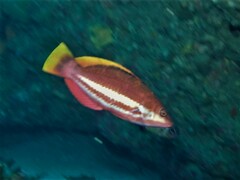 Pseudolabrus biserialis