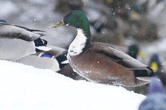 Anas platyrhynchos domesticus