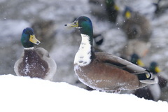 Anas platyrhynchos domesticus