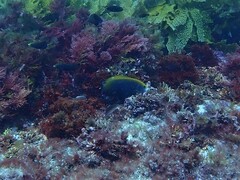 Anampses geographicus