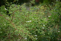 Jasminum fluminense
