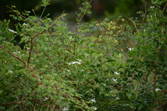 Jasminum fluminense