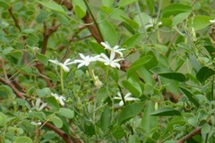 Jasminum fluminense