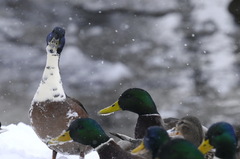 Anas platyrhynchos domesticus