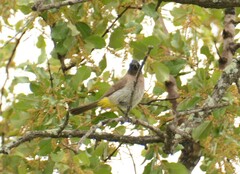 Pycnonotus barbatus layardi