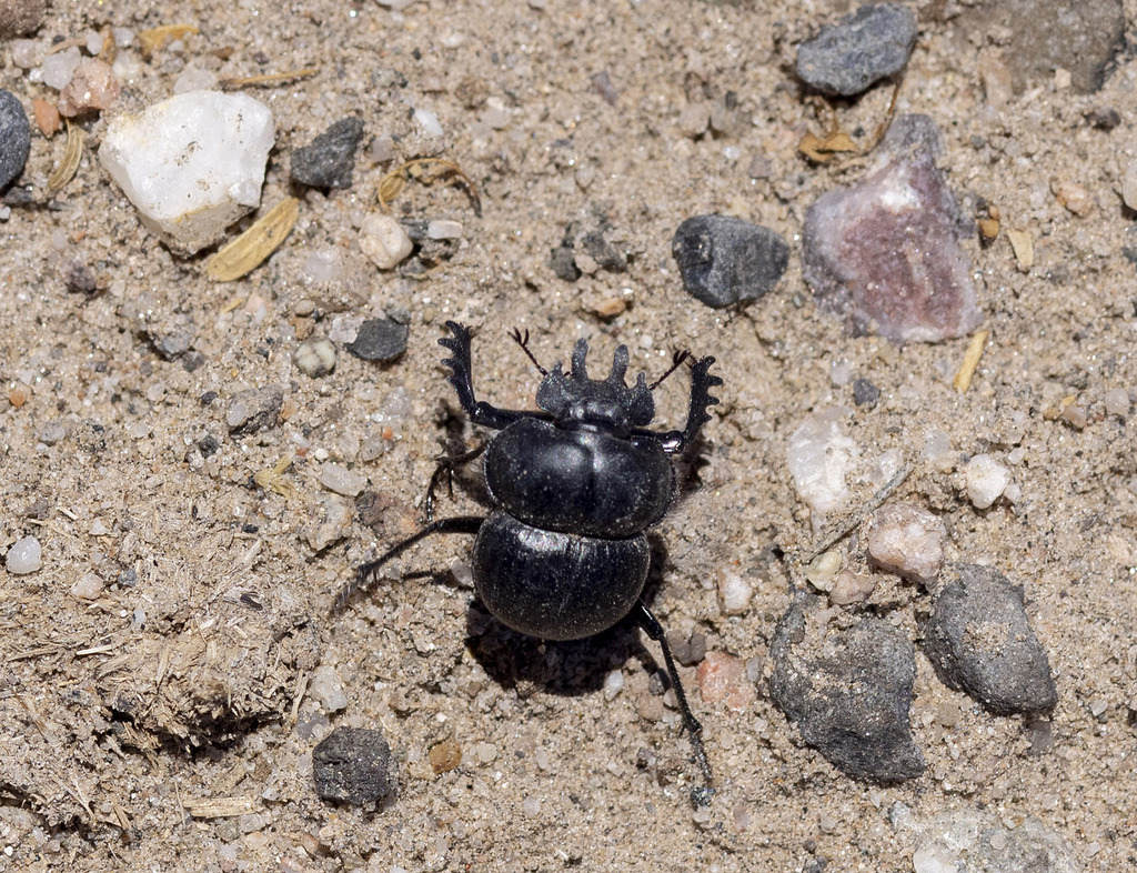 Anomiopsoides