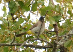 Pycnonotus barbatus layardi