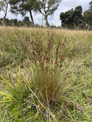 Juncus capensis