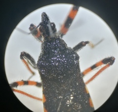 Rhynocoris annulatus