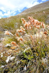 Thamnochortus acuminatus