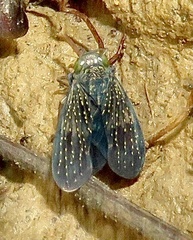Coelidiinae