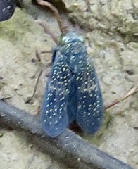 Coelidiinae