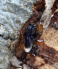 Frieseomelitta nigra