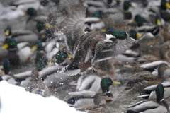 Anas platyrhynchos domesticus