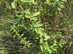 Jamesbrittenia grandiflora