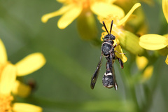 Micrapion