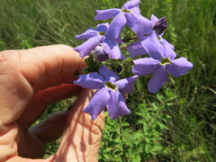 Jamesbrittenia grandiflora