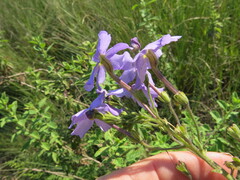 Jamesbrittenia grandiflora