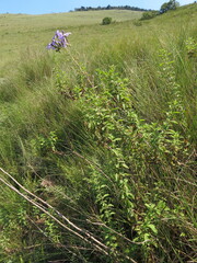 Jamesbrittenia grandiflora