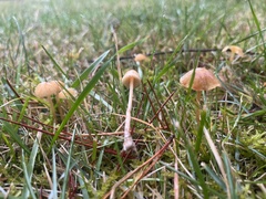 Galerina semilanceata