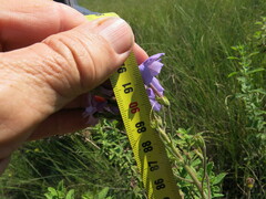 Jamesbrittenia grandiflora