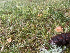 Galerina semilanceata