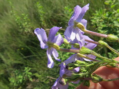 Jamesbrittenia grandiflora