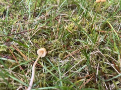 Galerina semilanceata