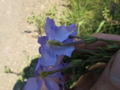Jamesbrittenia grandiflora