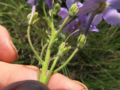 Image of Jamesbrittenia grandiflora by no rights reserved
