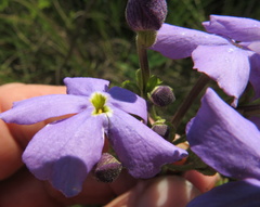 Jamesbrittenia grandiflora
