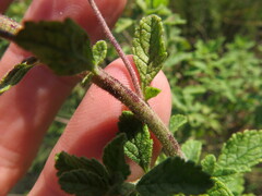 Jamesbrittenia grandiflora