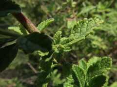 Jamesbrittenia grandiflora