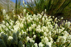 Microdon parviflorus