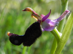 Ophrys bertolonii bertolonii