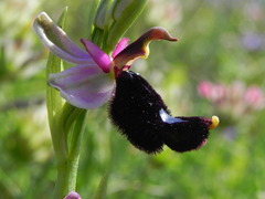 Ophrys bertolonii bertolonii