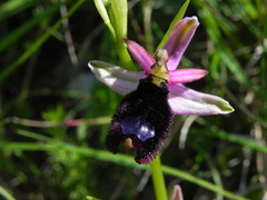 Ophrys bertolonii bertolonii