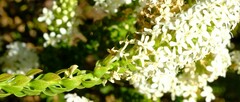 Microdon parviflorus