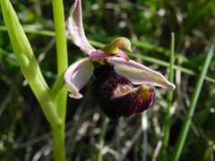 Ophrys bertolonii bertolonii