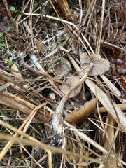 Psilocybe azurescens