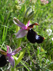 Ophrys bertolonii bertolonii